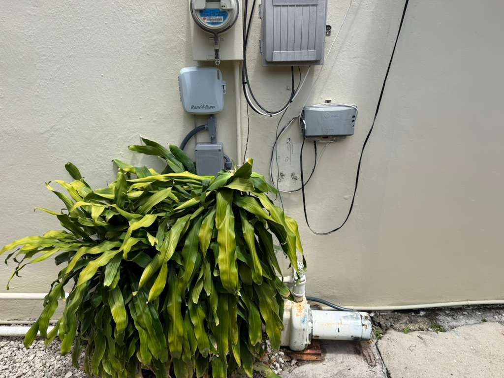 Rain Bird irrigation controller mounted on exterior wall next to electrical meter and conduit piping, partially surrounded by landscaping plants at a residential property.