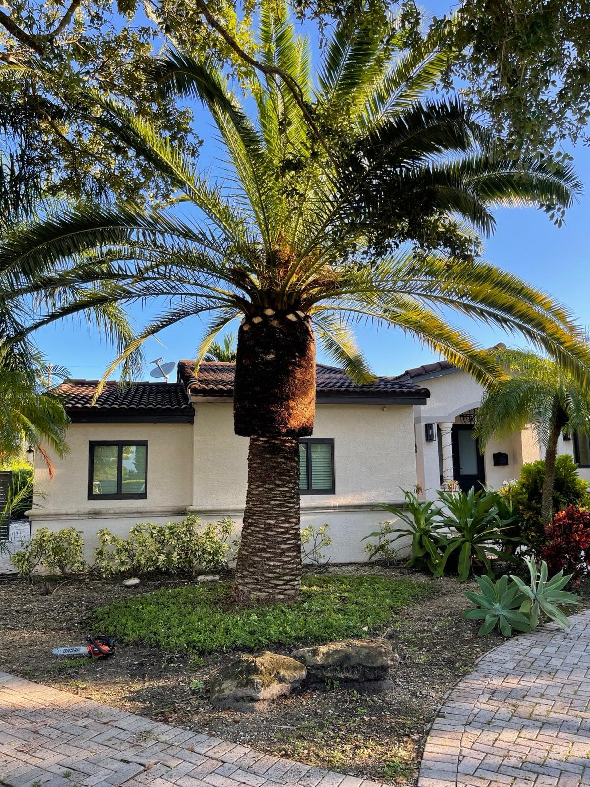 Palm tree after professional trimming and cleanup at residential home in Miami