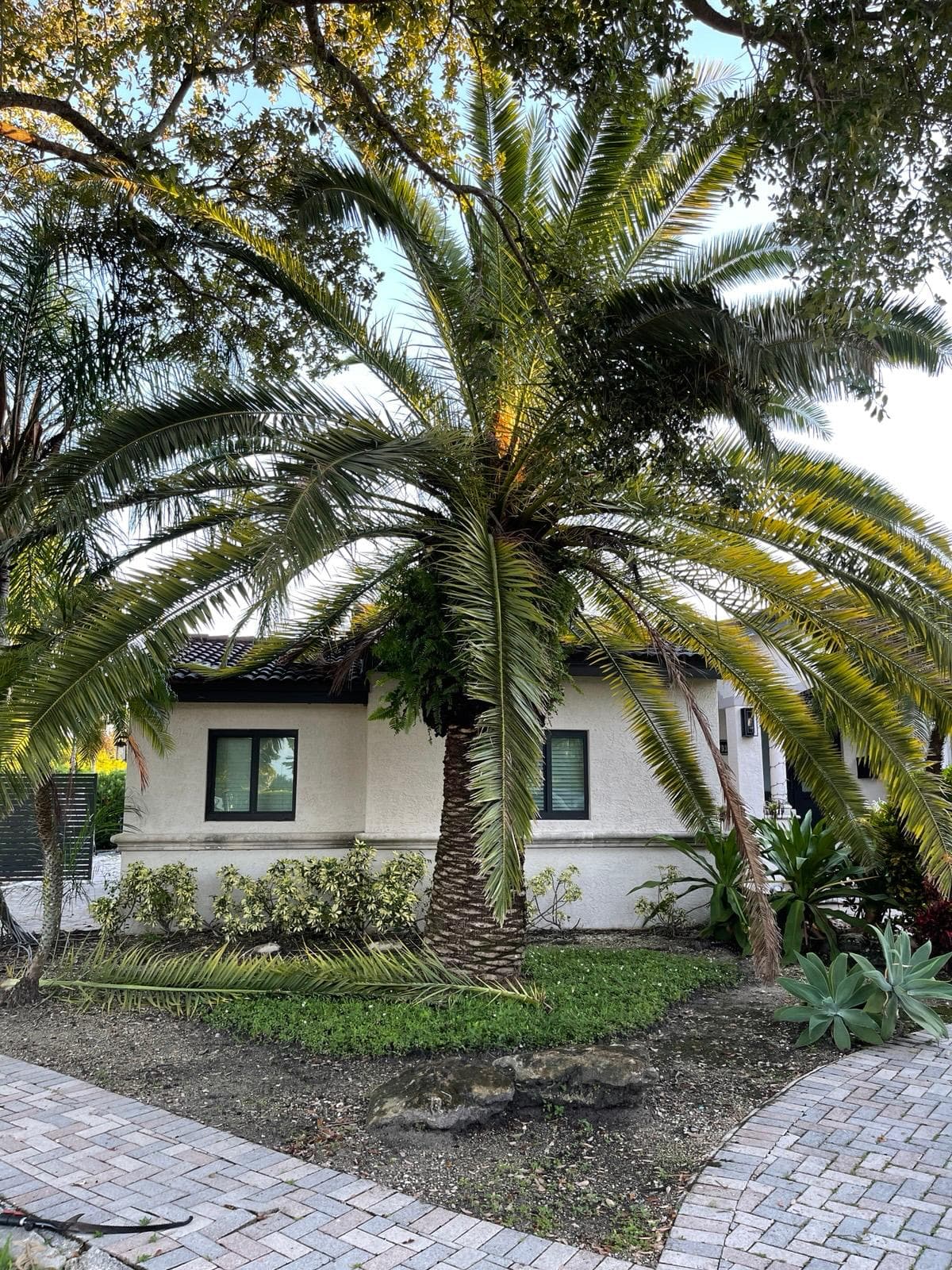 Overgrown palm tree before trimming at residential property in Miami