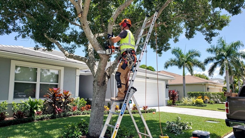 Tree service technician trimming branches with a STIHL chainsaw in a Miami residential yard